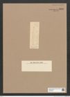 Diatomeae indet. Zeichnungen Sammlung Grunow Nr. 5882 (NHMW-BOT-W0374332)